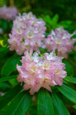 Rhododendrons were in full bloom